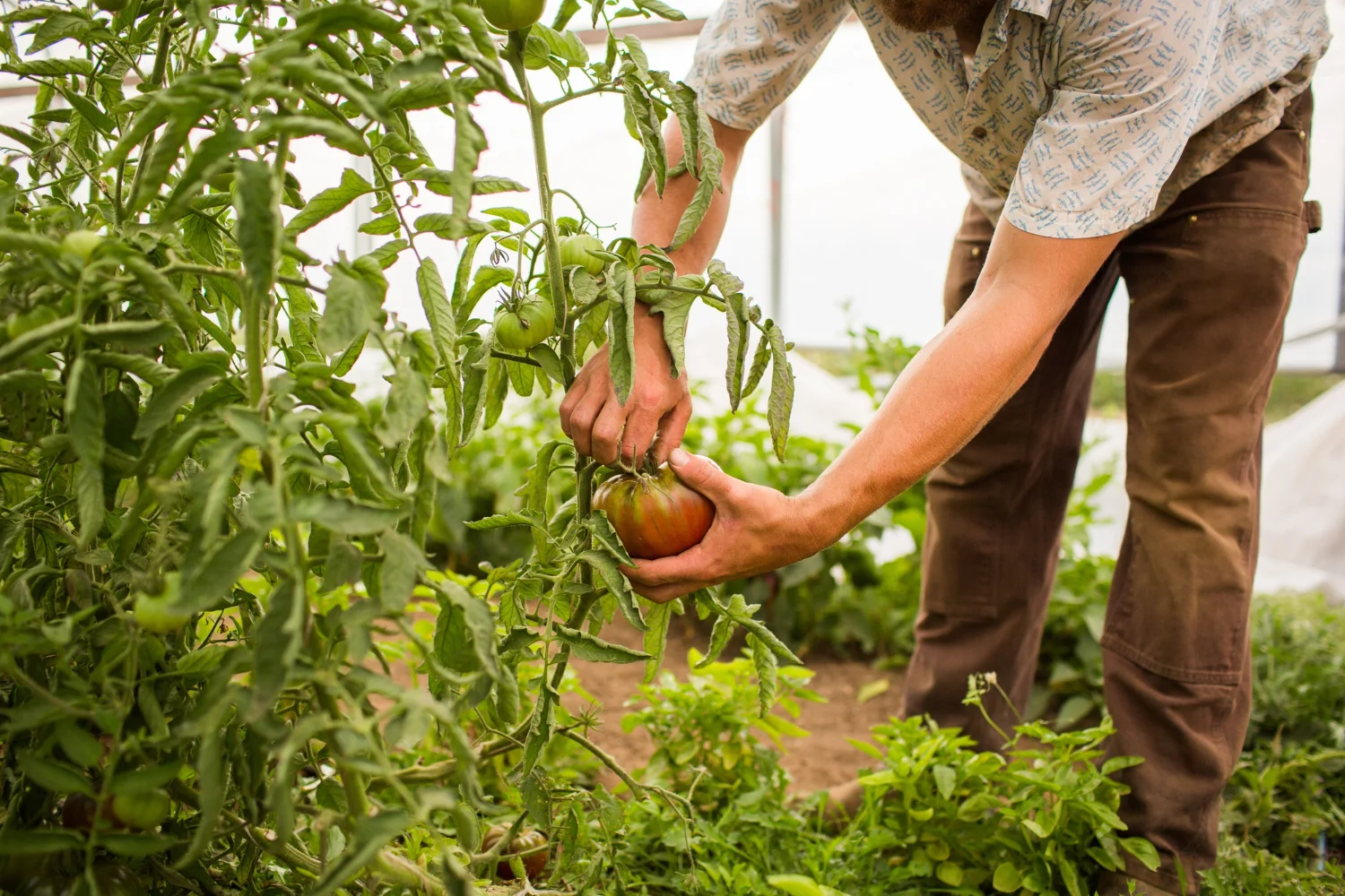 Hombre cosechando tomates